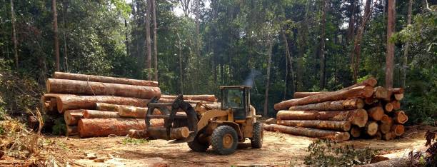 Best Hazardous Tree Removal  in Rock Hill, SC