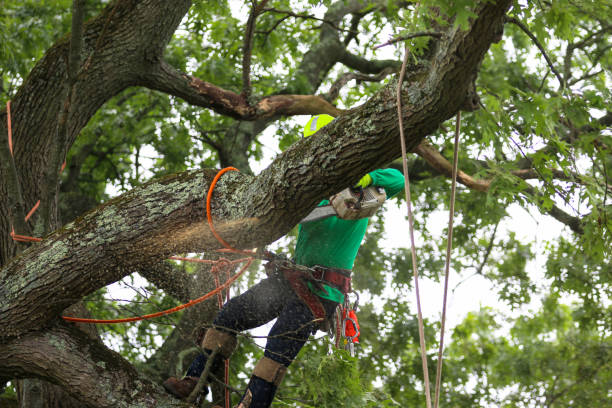 Best Hedge Trimming  in Rock Hill, SC
