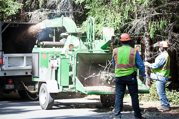 Best Fruit Tree Pruning  in Rock Hill, SC