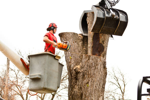 Best Tree Preservation Services  in Rock Hill, SC